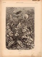 Ébredés, fametszet 1881, metszet, nyomat, 20 x 29 cm, Ország - Világ, újság, tavasz, természet madár