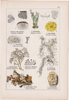 Rénzuzmó, izlandi zuzmó és alga, golffű, hólyagmoszat, litográfia 1895, 17 x 25 cm, növény