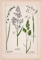 Selyemperje, csomós ebír, rezgőfű és árpa, rozs, tarackbúza, litográfia 1895, 17 x 25 cm, növény
