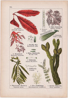 Alga, golffű, hólyagmoszat és rénzuzmó, izlandi zuzmó, litográfia 1895, 17 x 25 cm, növény