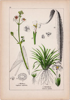 Nyílfű, kolokán és földi mandula, káka, vízi hídőr, tőzegkáka, litográfia 1895, 17 x 25 cm, növény
