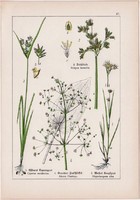 Földi mandula, káka, vízi hídőr, tőzegkáka és nyílfű, kolokán, litográfia 1895, 17 x 25 cm, növény