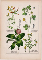 Szarvaskerep, réti here, lucerna és indigó, lednek, lencse, litográfia 1895, 17 x 25 cm, növény