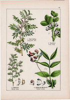 Indigó, lednek, lencse és szarvaskerep, réti here, lucerna, litográfia 1895, 17 x 25 cm, növény