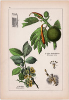 Trópusi kenyérfa, hegyi szilfa és eperfa, fekete bors, füge, litográfia 1895, 17 x 25 cm, növény