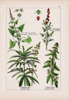 Kender, spenót, eperparéj és disznóparéj, rebarbara, sziksófű, litográfia 1895, 17 x 25 cm, növény