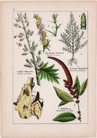 Disznóparéj, rebarbara, sziksófű és kender, spenót, eperparéj, litográfia 1895, 17 x 25 cm, növény