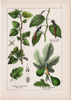 Eperfa, fekete bors, füge és trópusi kenyérfa, hegyi szilfa, litográfia 1895, 17 x 25 cm, növény