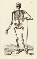 Az ember csontváza 1., anatómia, csontváz, egyszín nyomat 1978, 28 x 44 cm, nagy méret, fakszimile