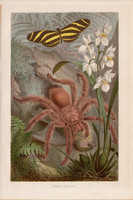 Madárpók, litográfia 1894, színes nyomat, eredeti, német, Brehm, állat, pók, trópus, szubtrópus