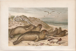 Borjúfóka, litográfia 1894, színes nyomat, eredeti, német, Brehm, állat, fóka, óceán, tenger
