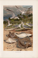 Sima lepényhal, litográfia 1894, színes nyomat, eredeti, német, Brehm, állat, hal, óceán, tenger