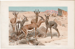 Gazella, litográfia 1894, színes nyomat, eredeti, német, Brehm, állat, emlős, párosujjú, Afrika