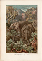 Afrikai elefánt, litográfia 1894, színes nyomat, eredeti, német, Brehm, állat, Afrika, emlős