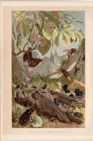 Bogár, pillangó, hernyó, litográfia 1894, színes nyomat, eredeti, német, Brehm, állat, lepke, szárny