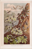 Legyek, litográfia 1894, színes nyomat, eredeti, német, Brehm, állat, légy, kétszárnyú, rovar