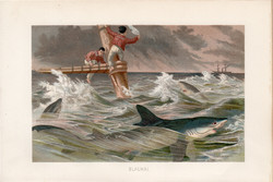 Kékcápa, litográfia 1894, színes nyomat, eredeti, német, Brehm, állat, cápa, tenger, óceán, hal