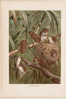Törpeegér, litográfia 1894, színes nyomat, eredeti, német, Brehm, állat, emlős, Európa, Ázsia, egér