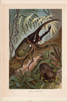 Herkulesbogár, litográfia 1894, színes nyomat, eredeti, német, Brehm, állat, bogár, Amerika, óriás