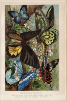 Külföldi pillangók, litográfia 1894, színes nyomat, eredeti, német, Brehm, állat, pillangó, lepke