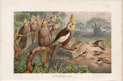 Nimfapapagáj, litográfia 1894, színes nyomat, eredeti, német, Brehm, állat, madár, Ausztrália