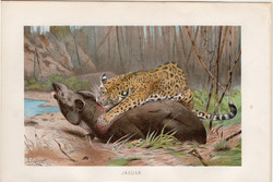 Jaguár, litográfia 1894, színes nyomat, eredeti, német, Brehm, állat, ragadozó, Amerika, dél