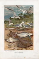 Lepényhalak, litográfia 1907, színes nyomat, eredeti, magyar, Brehm, állat, hal, óceán, tenger