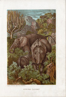 Afrikai elefánt, litográfia 1907, színes nyomat, eredeti, magyar, Brehm, állat, Afrika, ormány