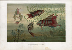 Nagyszárnyú halak, litográfia 1907, színes nyomat, eredeti, magyar, Brehm, állat, hal, óceán, tenger