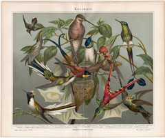 Kolibrik, litográfia 1888, színes nyomat, eredeti, német, lexikon melléklet, kolibri, madár, régi