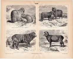 Juhok, egyszínű nyomat 1888, német nyelvű, eredeti, kulya, juh, gyapjú, háziállat, állat, kos