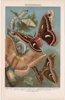 Selyemlepke, színes nyomat 1896, német nyelvű, litográfia, eredeti, hernyó, lepke, pillangó, selyem