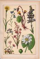 Növények (9), litográfia 1902, eredeti, kis méret, magyar, növény, virág, tavirózsa, százszorszép