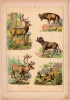 Állatok (12), litográfia 1902, eredeti, kis méret, magyar, állat, őz, szarvas, muflon, rénszarvas