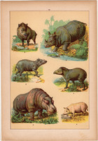 Állatok (10), litográfia 1902, eredeti, kis méret, magyar, állat, vaddisznó, víziló, orrszarvú