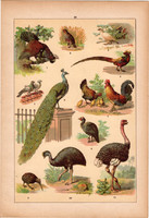 Állatok (18), litográfia 1902, eredeti, kis méret, magyar, állat, madár, fajd, fácán, páva, strucc