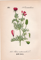 Hérics, litográfia 1882, eredeti, kis méret, színes nyomat, növény, virág, Adonis autumnalis
