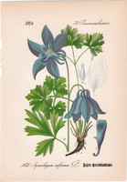 Havasi harangláb, litográfia 1882, eredeti, kis méret, színes nyomat, növény, virág Aquilegia alpina
