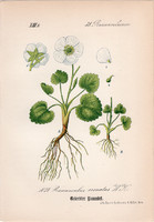 Csipkéslevelű boglárka, litográfia 1882, eredeti, kis méret, színes nyomat, növény, virág Ranunculus