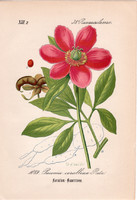 Vad bazsarózsa litográfia 1882, eredeti, kis méret, színes nyomat, növény, virág, Paeonia corallina