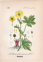 Berki boglárka, litográfia 1882, eredeti, kis méret, színes nyomat, növény, virág, Ranunculus