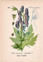 Havasi sisakvirág, litográfia 1882, eredeti, kis méret, színes nyomat, növény, virág, Aconitum nap.