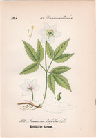 Hármaslevelű szellőrózsa, litográfia 1882, eredeti, kis méret, színes nyomat, növény, virág, Anemone