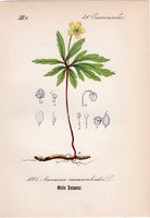 Bogláros szellőrózsa, litográfia 1882, eredeti, kis méret, színes nyomat, növény, virág, Anemone