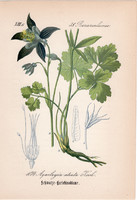 Aquilegia atrata, litográfia 1882, eredeti, kis méret, színes nyomat, növény, virág, harangláb