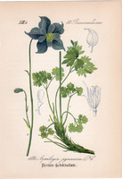 Aquilegia pyrenaica, litográfia 1882, eredeti, kis méret, színes nyomat, növény, virág, harangláb
