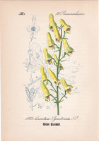 Farkasölő sisakvirág, litográfia 1882, eredeti, kis méret, színes nyomat, növény, virág, Aconitum