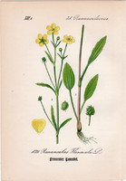 Békaboglárka, litográfia 1882, eredeti, kis méret, színes nyomat, növény virág, boglárka, Ranunculus