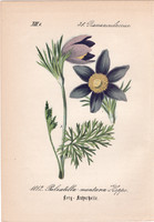 Hegyi kökörcsin, litográfia 1882, eredeti, kis méret, színes nyomat, növény, virág, Pulsatilla mont.