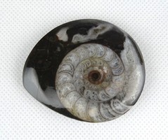 1C633 Ammonitesz fosszília csiszolat 5.5 cm